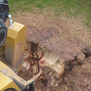 Eldridge Tree services can remove old tree stumps from your garden with our stump grinder tree stump removal service