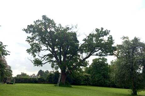 This garden oak tree was dropping branches and needed our tree reduction services