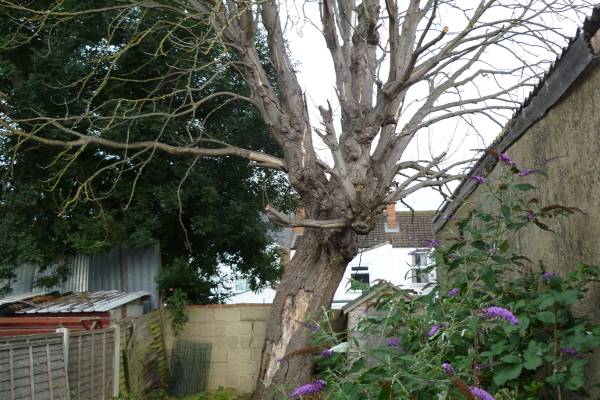 Eldridge tree services were asked to cut down this dead horse chestnut from a house in Gloucester