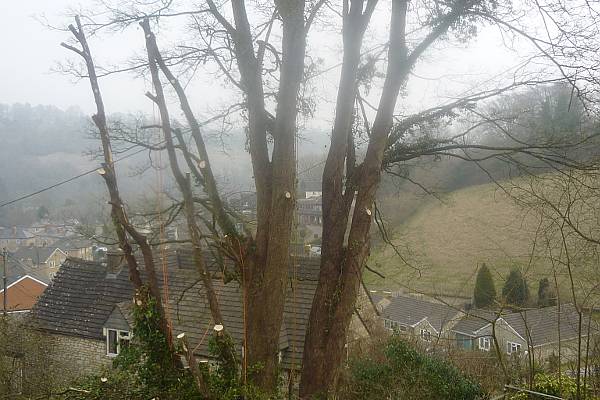 This Sycamore in nailsworth was safely removed to avoid risk to the public